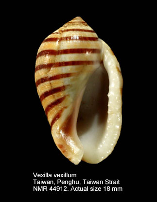 Vexilla vexillum.jpg - Vexilla vexillum(Gmelin,1791)